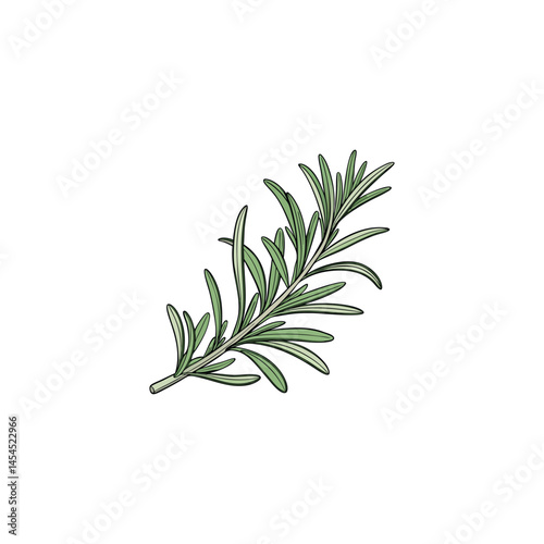 rosemary twig isolated on white
