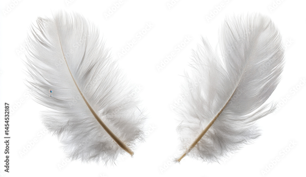 Obraz premium Two Delicate Grey Feathers on White Background Close Up