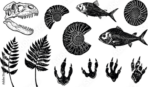 Fossil vector. Archeologic fossil dig set. Dinosaur dino foot, sea animal, fish skeleton, plant, shell. Ancient sand stone. Evolution rock prehistoric art. Paleontology,