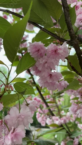 pink sakura flowers in the garden