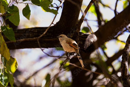 Grayish baywing sits on a tree