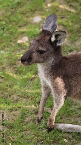 Portrait of a kangaroo in a zoo