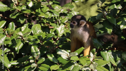 Portrait of a saimiri boliviensis monkey in a zoo