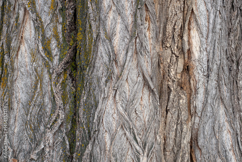 Tree bark, texture. A bizarre pattern on the bark of an old tree.