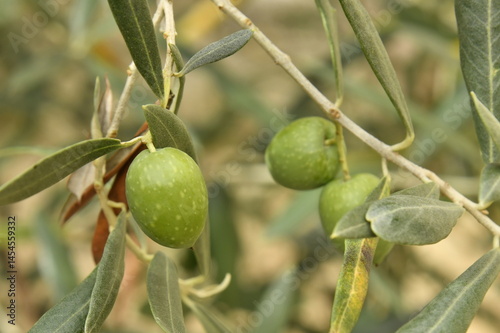 Wallpaper Mural Pommes en pleine croissance mais pas encore mûres dans un verger au bourg de Champagne au Périgord Vert  Torontodigital.ca