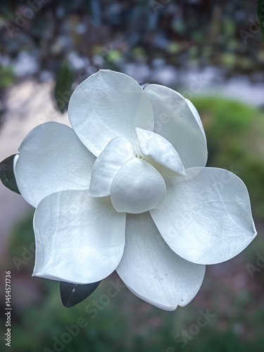 white flower in the garden