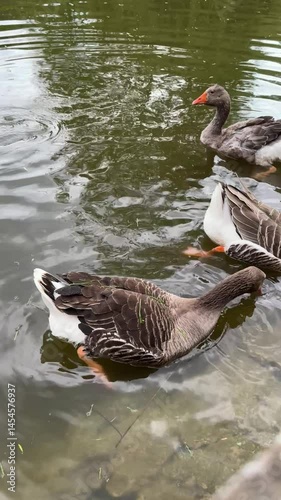duck and ducklings