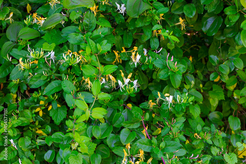 Lonicera japonica, known as Japanese honeysuckle and golden-and-silver honeysuckle, is a species of honeysuckle native to East Asia, including many parts of China.