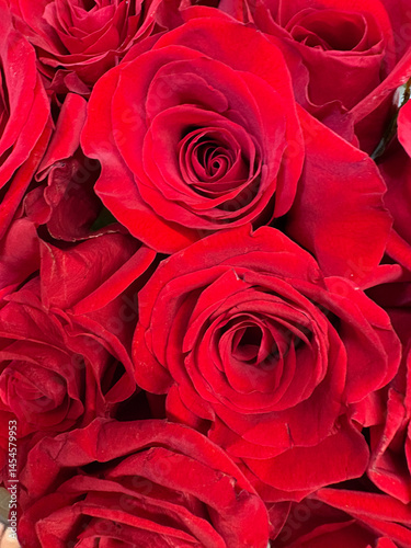 red roses background