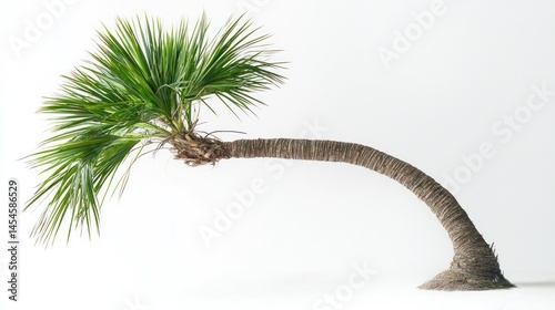 Palm tree with long curved trunk, white studio background