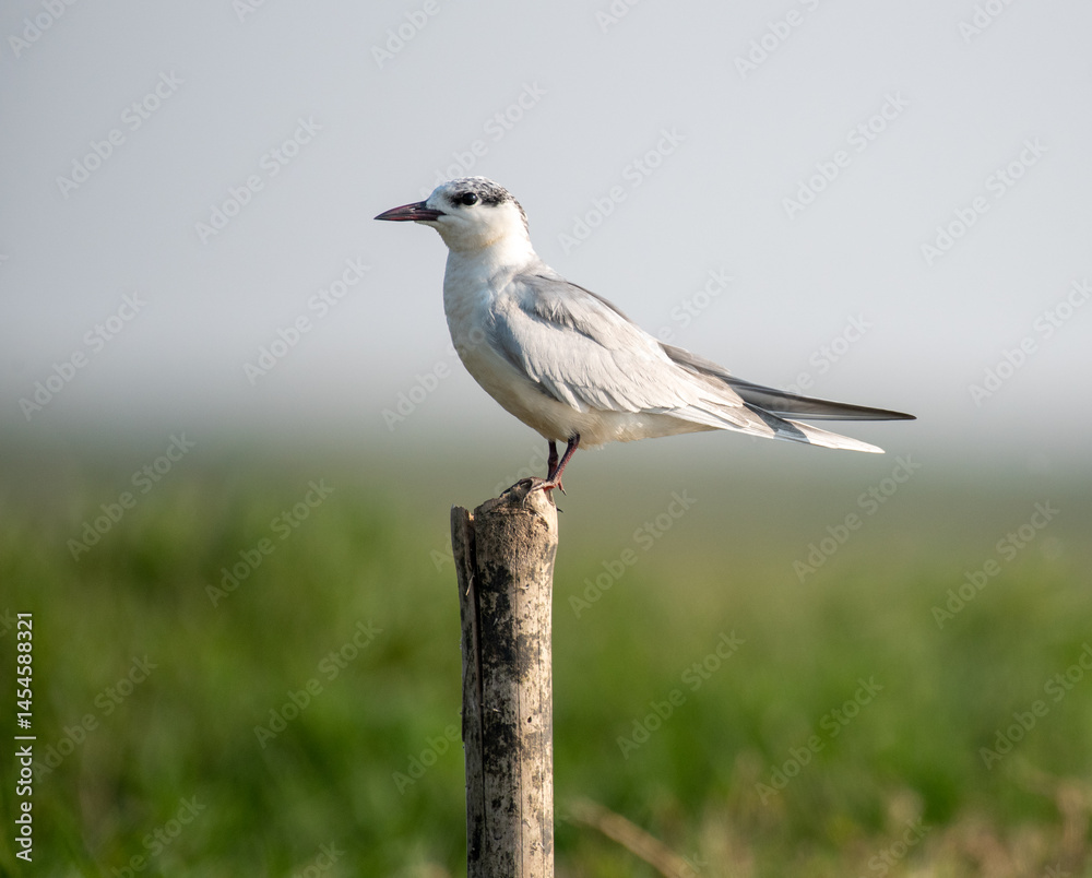 Whiskered tern bird in its habitat in the wetlands. Close up, selective focus.