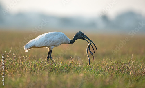 Obraz na płótnie Black headed ibis with a snake catch in its beak in the wetlands. Close up, selective focus. w salonie