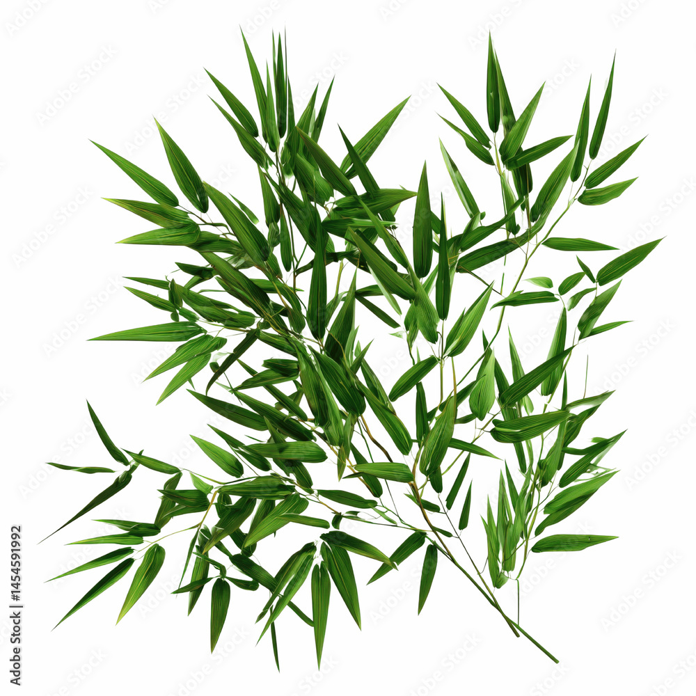 Fototapeta premium Lush Green Bamboo Leaves on Green Background