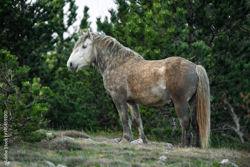 Stallion in the wild in Croatia.