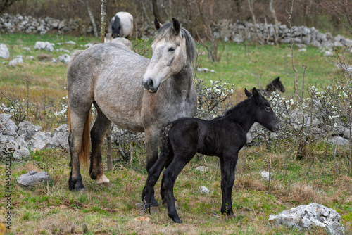 Mare with a newborn foal on a pasture in Croatia.