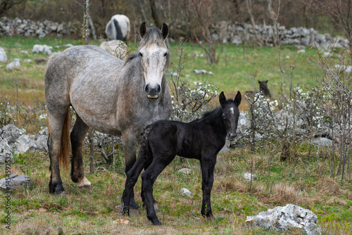 Mare with a newborn foal on a pasture in Croatia.