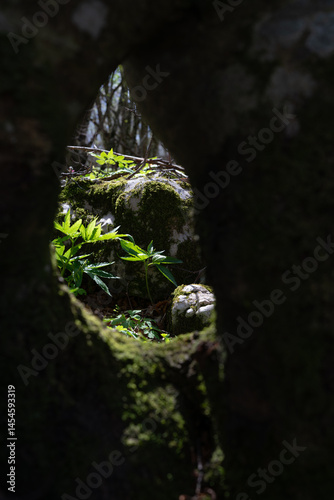 View through a tunnel in the forest, background in focus.