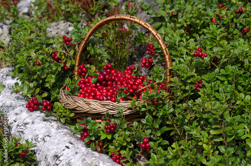 Wicker basket with cranberries in the woods. Close-up