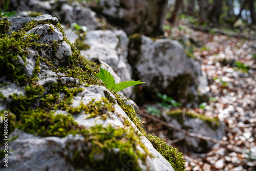 Light forest on a rocky hill in spring.