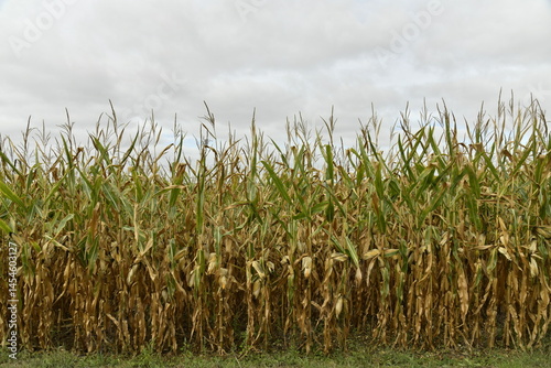 Plantation de maïs sous un ciel gris près du bourg de Vendoire au Périgord Vert 