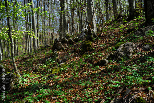 Light forest on a rocky hill in spring.