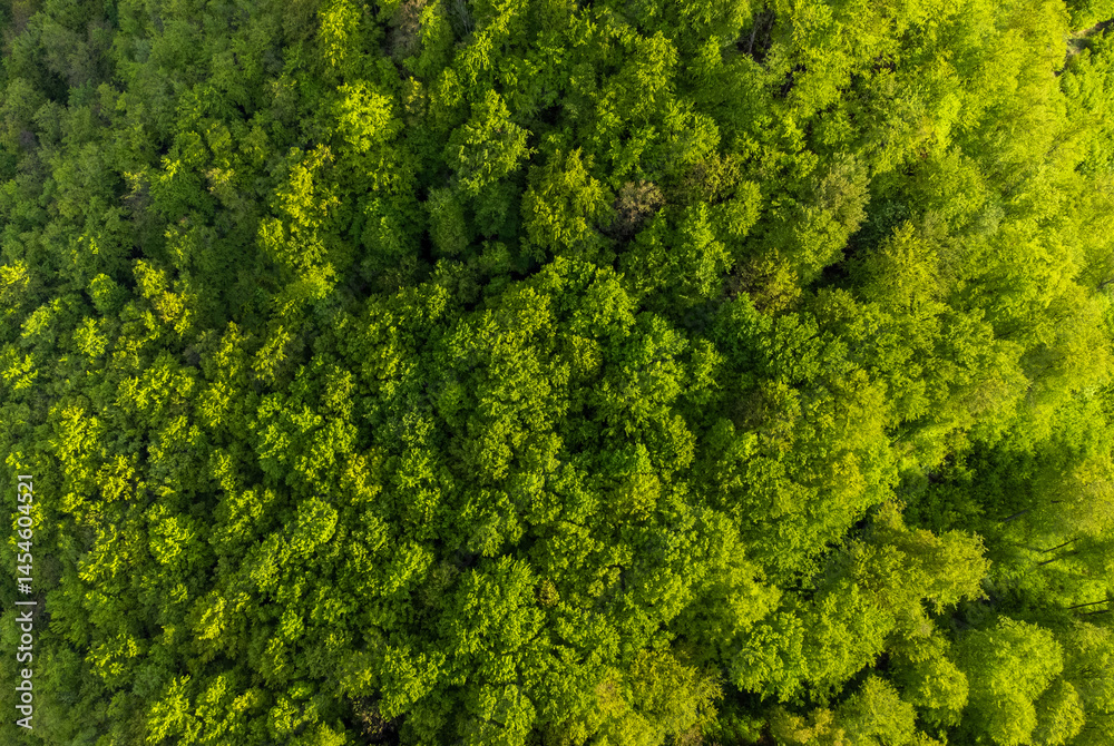 Naklejka premium Aerial view of a green deciduous forest. A top view of a beech forest