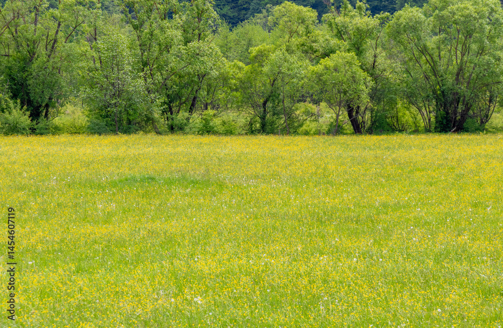 Landscape of a field with grass with wild flowers and trees