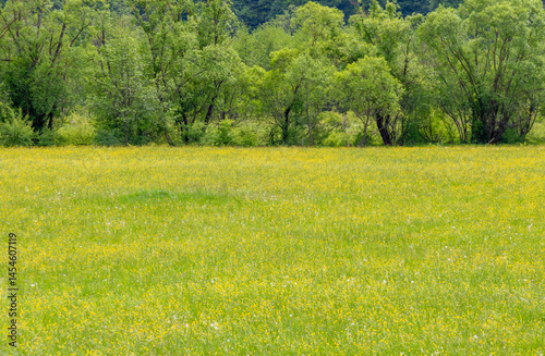 Obraz na płótnie Landscape of a field with grass with wild flowers and trees w salonie