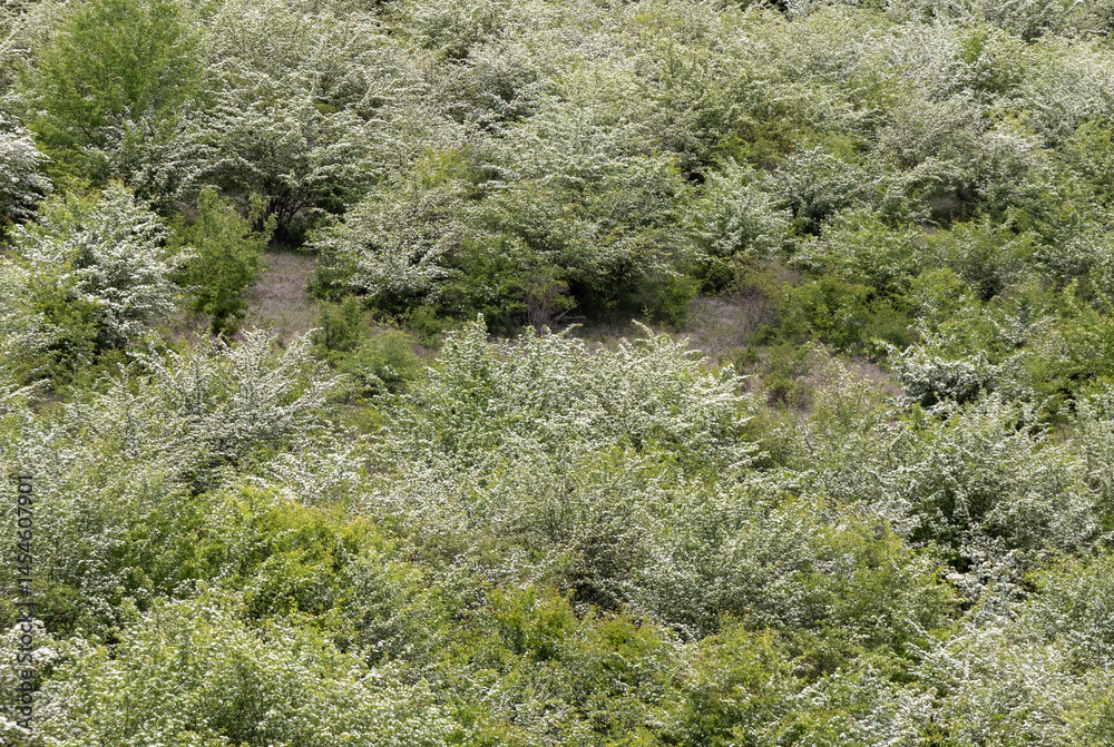 Close-up of many flowering Crataegus monogyna shrubs