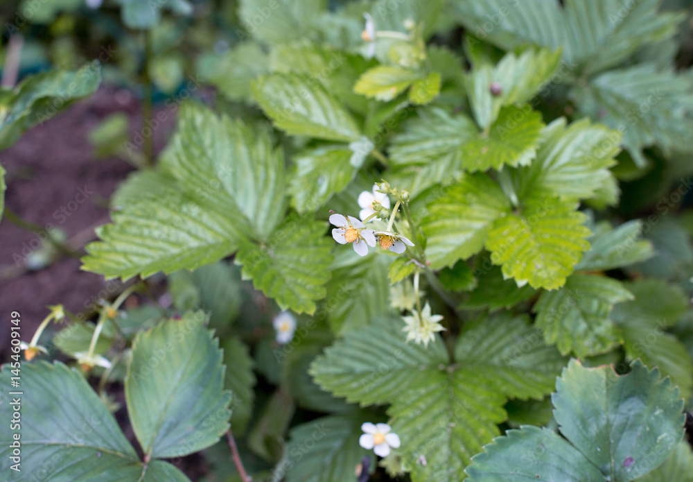 wild strawberry in the garden