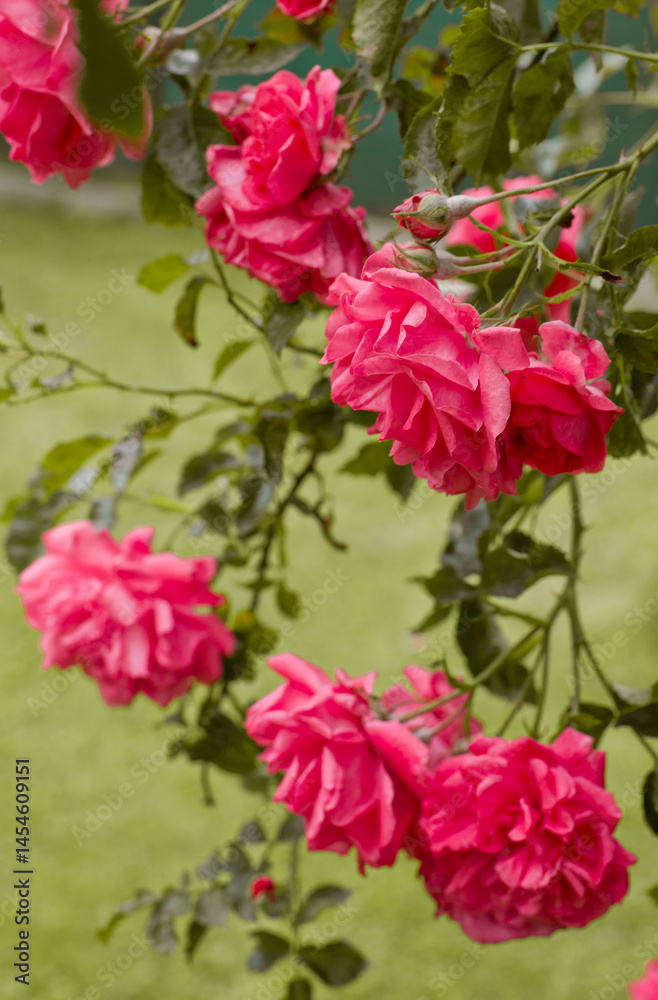 pink roses in a garden