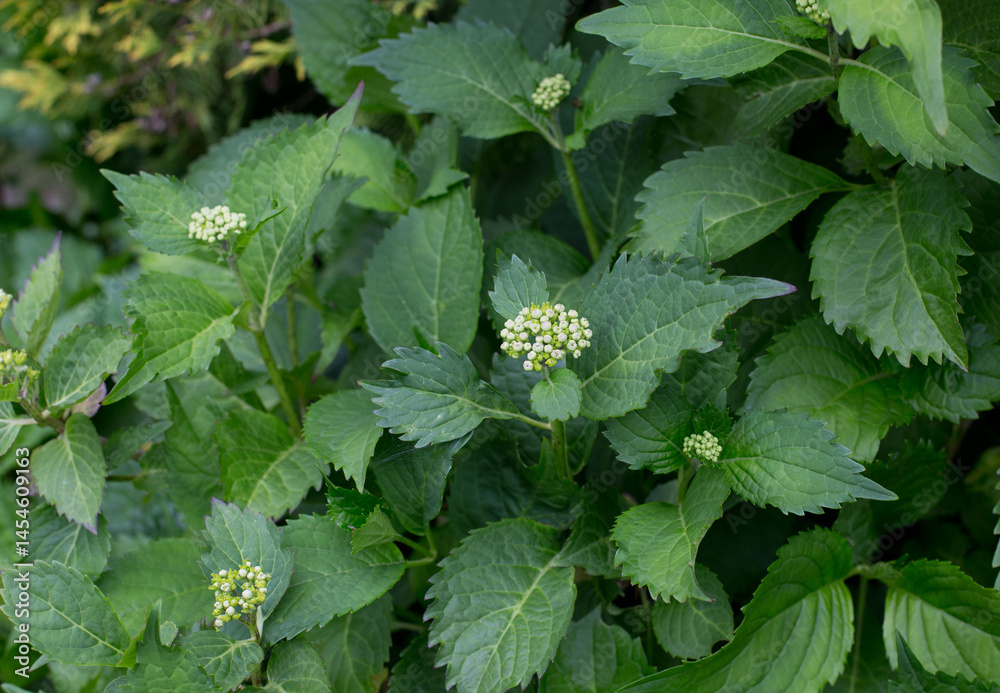 hotrensja in the garden