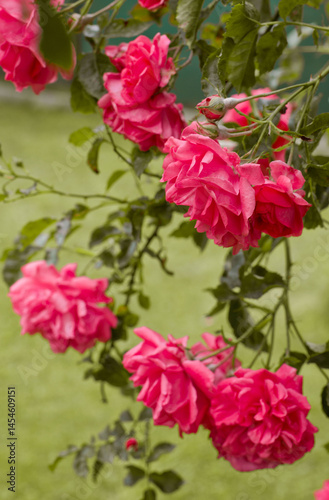 Obraz na płótnie pink roses in a garden w salonie