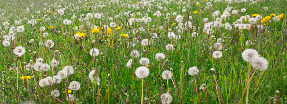 spring grass and flowers