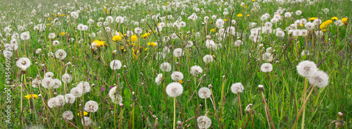 Obraz na płótnie spring grass and flowers w salonie