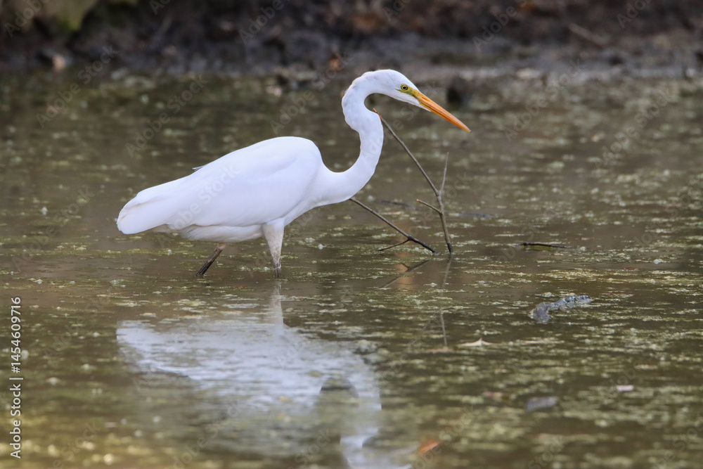 Fototapeta premium Great white heron looking for food