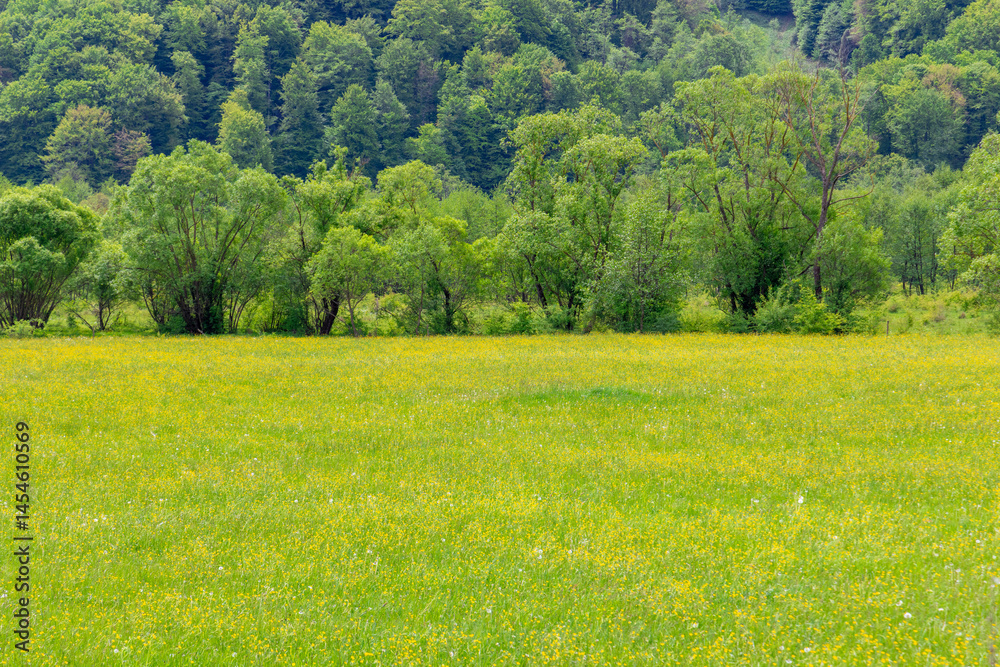 Landscape with a field of wildflowers and trees in spring
