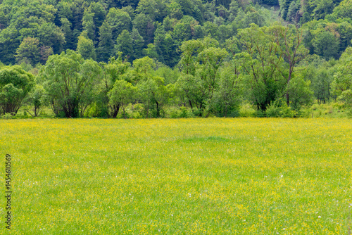 Obraz na płótnie Landscape with a field of wildflowers and trees in spring w salonie