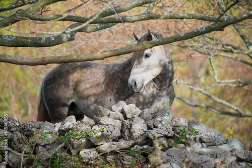 Horse behind a stone wall.