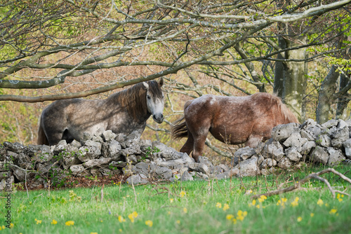 Horses behind a stone wall.