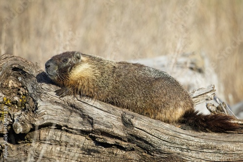  Marmot suns itself on a log.