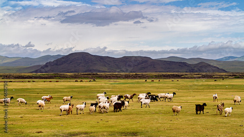 Quadro em tela A herd of goats and sheep in the landscape of mongolia