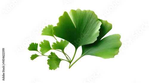 Wallpaper Mural Ginkgo Leaf's elegance : A cluster of vibrant green ginkgo leaves unfolds against the backdrop, radiating freshness and natural beauty. A celebration of nature's intricate elegance Torontodigital.ca