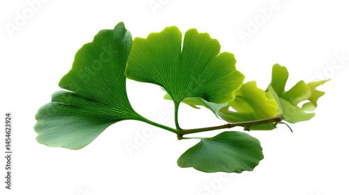 Wallpaper Mural Ginkgo Leaf: Fresh and vibrant ginkgo leaf, showcasing the unique fan-shaped structure of this ancient tree, a symbol of longevity, resilience, and natural elegance. Torontodigital.ca