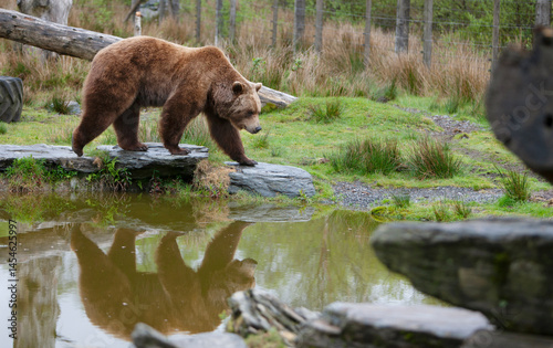 Cuadro en lienzo Big brown bear Ursus Arctos on a walk along the pond shore, reflected in the water natural habitat environment, Wild Ireland