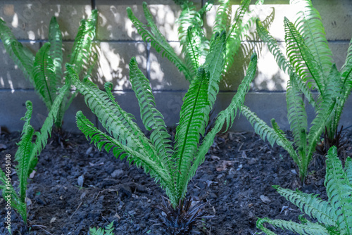 Green seedling of foliage fern nephrolepis exaltata planted in garden close up. Lush leafs boston or sword fern in monotypic family lomariopsidaceae. Ruffles plant family nephrolepidaceae cultivated. photo