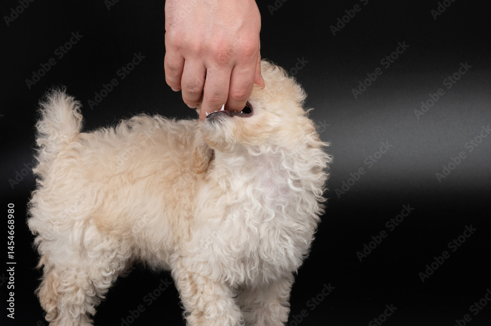 Small puppy bite human hand