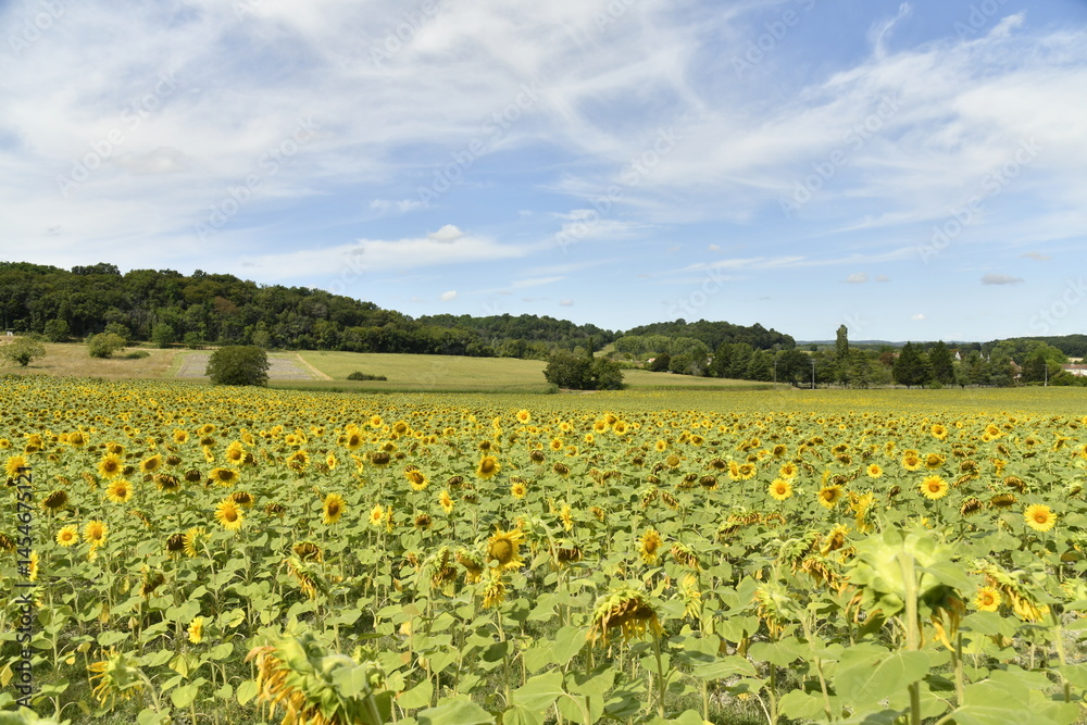 Fototapeta premium Plantation de tournesols à perte de vue sous un ciel d'été à Champagne au Périgord Vert 