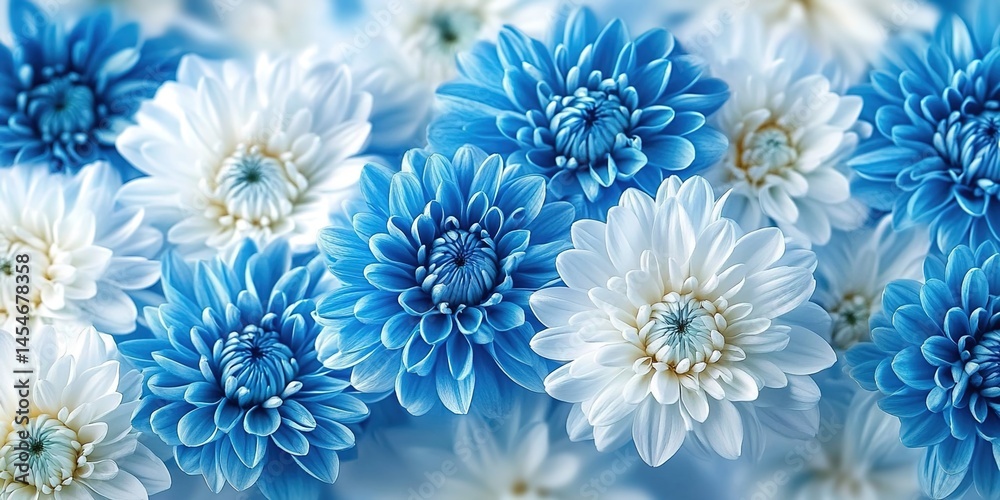A close-up of blue and white chrysanthemums with delicate petals and detailed centers. A close-up of blue and white chrysanthemums with delicate petals and detailed centers.