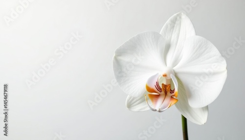 Delicate white orchid blossom on pure white background, detail, fragile, bloom